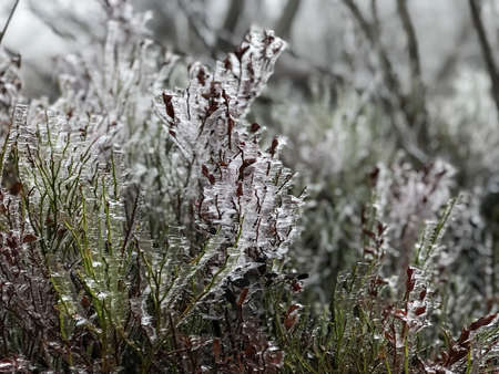 icicles on grass due to wind, wether effectの写真素材