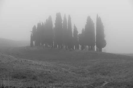 Cypresses group in Tuscany, Italy. Aerial summer landscape. Black and white, fogの写真素材