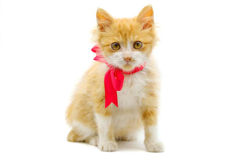 Red kitten with red bow tie is isolated on white background sittingの写真素材