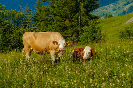Small herd of cows graze in the Alpine meadow in Switzerlandの写真素材