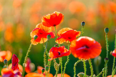 Blooming red poppies in a summer meadow backlit sun lightの写真素材