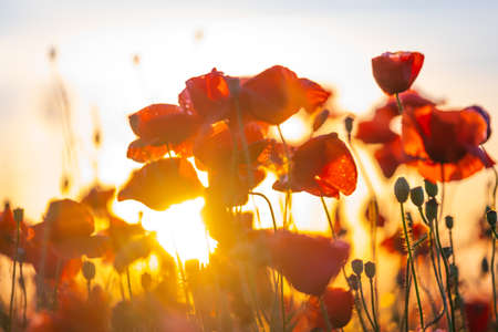 Blooming red poppies in a summer meadow backlit sun lightの写真素材