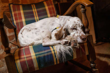 Dog sleeping in armchair in cozy room