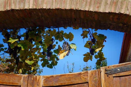 Grapes growing behind old gateの写真素材