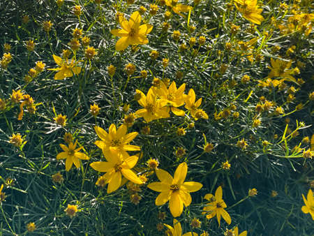 Field with Coreopsis verticillata flowers in summerの写真素材