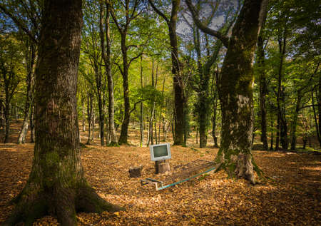 TV on stump in forestの写真素材
