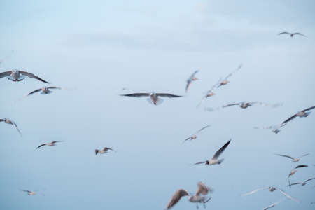 Seagulls flying in cloudy skyの写真素材