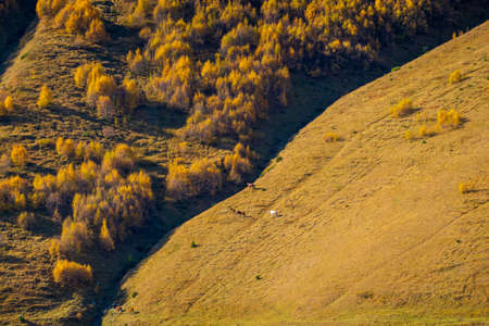 Mountain slope with grazing horses