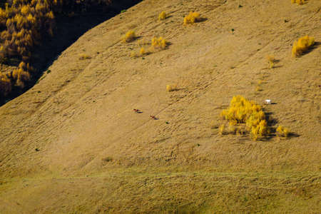 Mountain slope with grazing horsesの写真素材