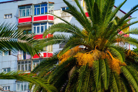 Tropical palm outside apartment buildingの写真素材