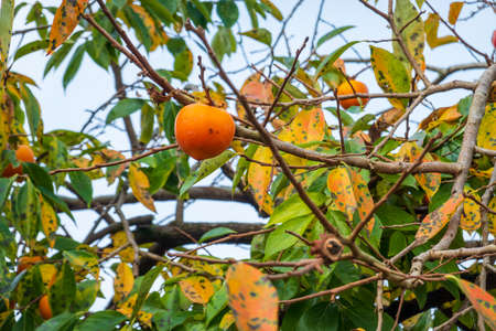 Persimmon fruits on thin branches