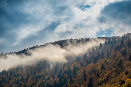 Misty cloud over coniferous woods on mountainの写真素材