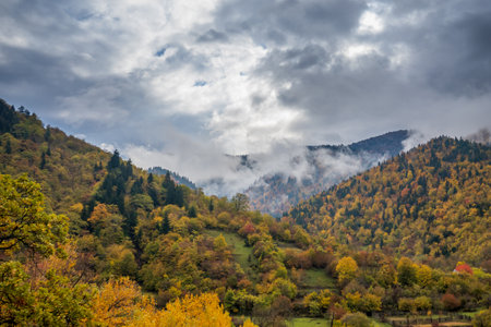 Misty cloud over coniferous woods on mountainの写真素材