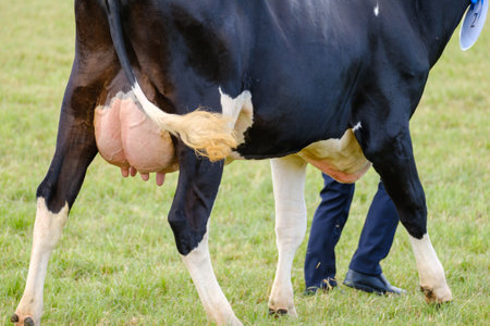 Farmer with cow during agricultural showの写真素材