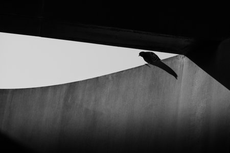 Pigeon sitting on concrete wallの写真素材