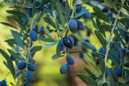 Branches with juicy ripe black olivesの写真素材