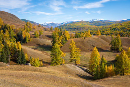Uneven ground with grass mounds and green fir trees in hilly region overlooking snow mountain in Altai Russia, under cloudy blue sky in daylightの写真素材