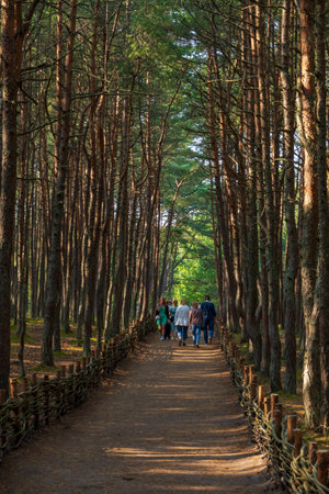 Kaliningrad, Russia - July22, 2023: Tourists visit Curonian Spits Dancing Forest, with its twisting pines creating a mystical pathway, bathed in the soft light of a serene dayのeditorial素材