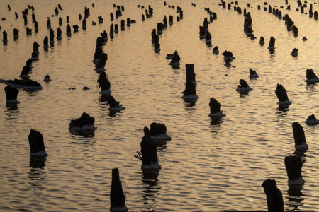 Scenic sunset view of numerous wooden stumps in calm water. Peaceful and serene atmosphere with...
