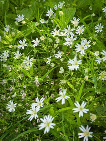 Serene image of vibrant white wildflowers in full bloom amidst a lush green meadow. Perfect for...