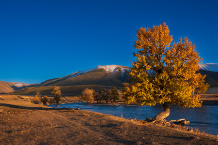 Golden tree stands by a flowing river in Altai mountains, capturing autumn beauty and tranquility under clear blue sky.の写真素材