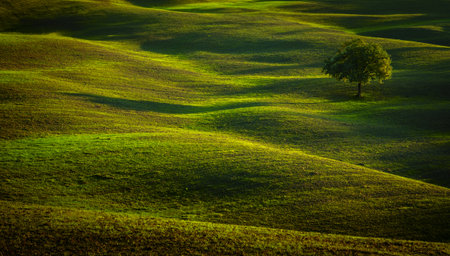 Serene landscape of a lone tree on undulating green hills bathed in golden light, evoking peace and tranquility.の写真素材