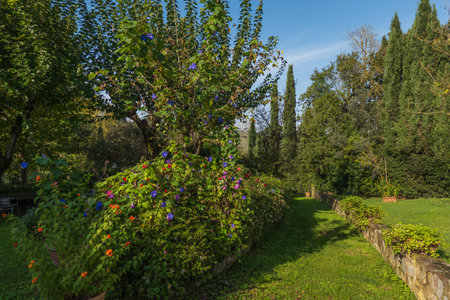 Lush garden abundant with blooming morning glory flowers, vibrant greenery, and stone path under clear sky. Perfect setting evokes peace and natures beauty.の写真素材