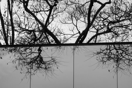 Monochrome image showing bare tree branches reflected on glass facade creating abstract pattern.の写真素材