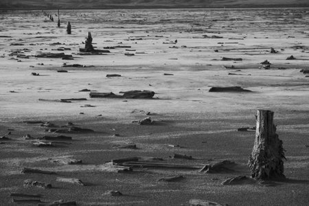 Black and white image of frozen landscape with rugged tree stumps scattered across dry terrain, evoking isolation.の写真素材