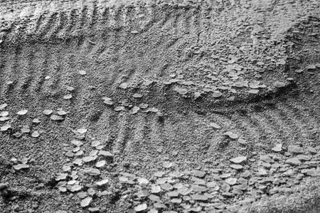Detailed view of a textured surface, intricate natural patterns in monochrome.