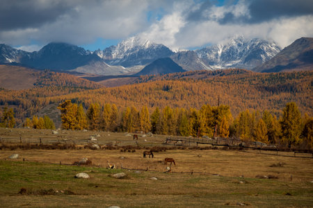 Scenic view of Altai landscape during fall. Snow-capped mountains and vibrant foliage.の写真素材
