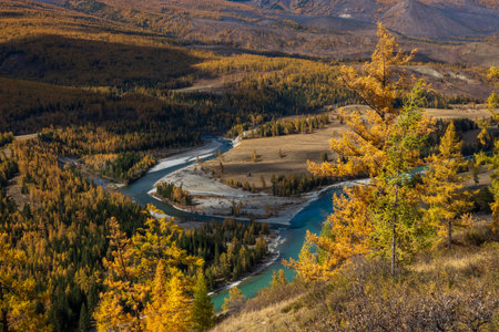 Breathtaking autumn landscape in Altai with golden trees and a winding river surrounded by mountains.の写真素材