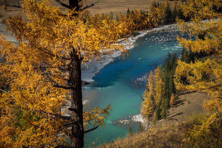 Beautiful autumn scene in Altai region showcasing vibrant yellow trees alongside a winding river.の写真素材
