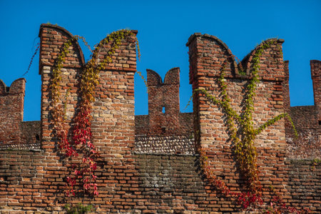 Brick castle wall in Verona covered in green and red ivy under bright blue sky.の写真素材