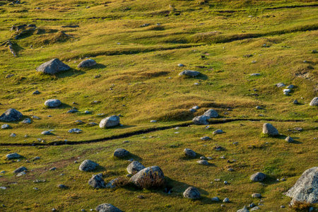 Lush Altai landscape showcasing scattered rocks and rolling hills during fall season, capturing natures tranquility.の写真素材