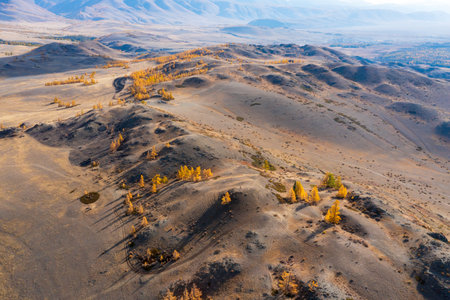 Dry hills with scattered golden autumn trees under soft light, characteristic of Altai mountain region, depicting natural beauty in a fall landscape.の写真素材