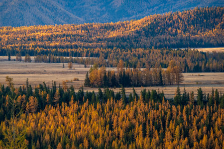 Autumn forest with golden trees and grassy fields in a scenic mountain valley. Majestic and serene natural landscape with warm tones capturing the essence of the fall season.の写真素材