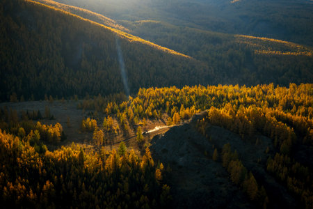 Serene aerial view of a forest in golden autumn colors, illuminated by sunlight.の写真素材
