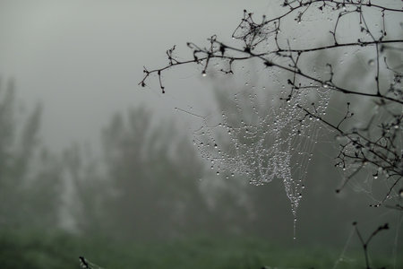 Spiderweb adorned with dew drops on branches in misty natural setting offering tranquility.の写真素材