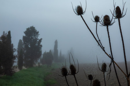 Thistle plants with spiderwebs covered in dew on a foggy countryside background in the early morning, enhancing the tranquil and mysterious atmosphere of a misty natural environment.の写真素材