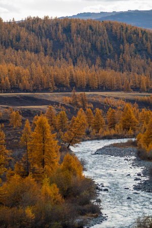 River flows through orange autumn forest amidst serene wilderness showcasing nature beauty and tranquilityの写真素材