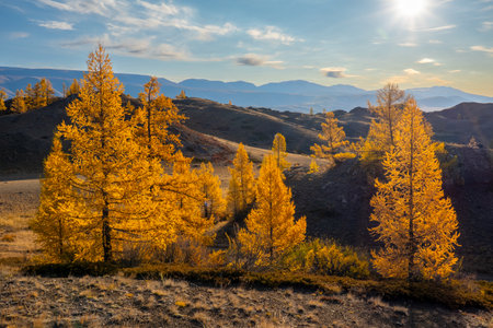 Golden larch trees on a hillside illuminated by sunlight with mountains in distance and clear skies.