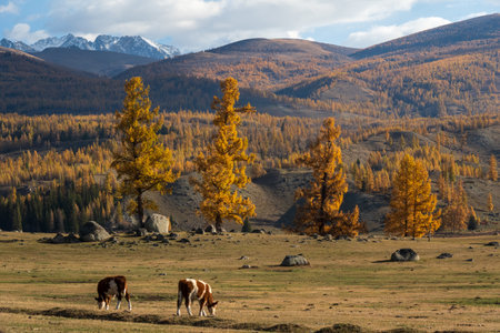 Cows graze on a serene autumn valley under vibrant trees, with mountains rising beyond.の写真素材