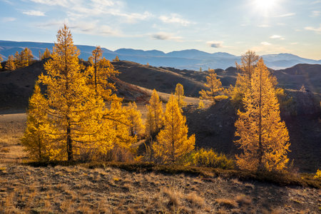 Larch trees with golden autumn foliage in hilly terrain with scenic mountains and sunlightの写真素材