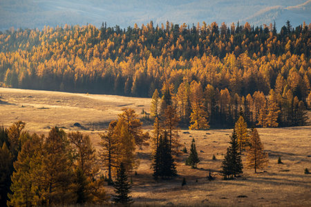 Golden-toned autumn forest with serene atmosphere, displaying natures beauty and seasonal charm in a peaceful countryside setting.の写真素材