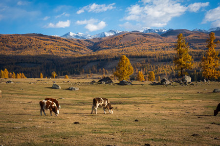 Autumn scene with cows grazing on a field, mountain backdrop and golden trees around.の写真素材