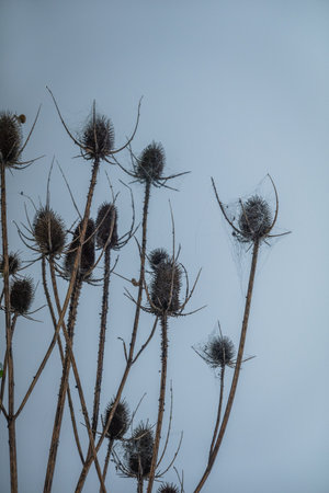 Dried thistle stems captured on a cloudy backdrop, spiderwebs evoking natures delicate beauty.の写真素材