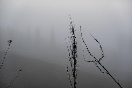 Serene image of dried plants standing tall with a foggy and calming backdrop.の写真素材