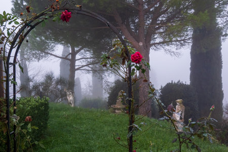 Vibrant garden scene with red roses climbing an archway, surrounded by tall pines on a serene foggy morning, creating a refreshing and peaceful sense of nature.の写真素材