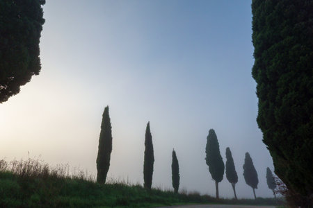 Misty morning showcasing tall cypress trees lining a pathway, creating a serene and tranquil atmosphere. The fog enhances the mystical and peaceful quality of the environmentの写真素材